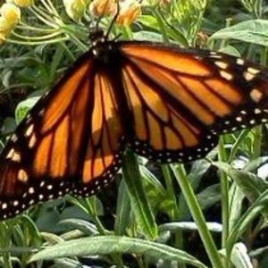 Meet your Posher, Maggie